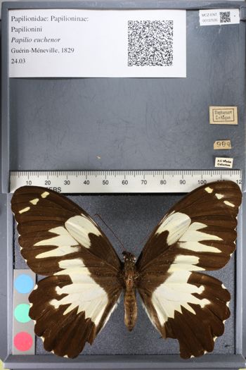 Media type: image;   Entomology 137535